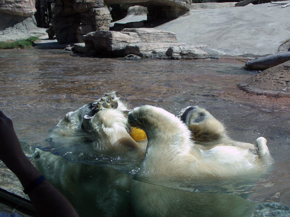 Playful polar bear 1