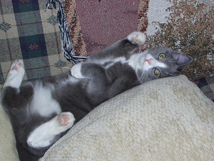 122907-grayson-lounging.jpg